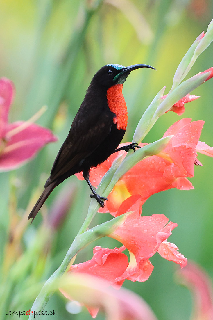 Souimanga  poitrine rouge - (Chalcomitra senegalensis)