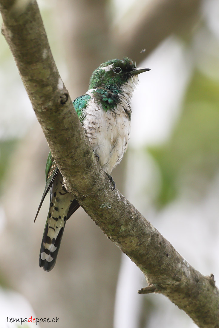 Coucou de Klaas - (Chrysococcyx klaas) 