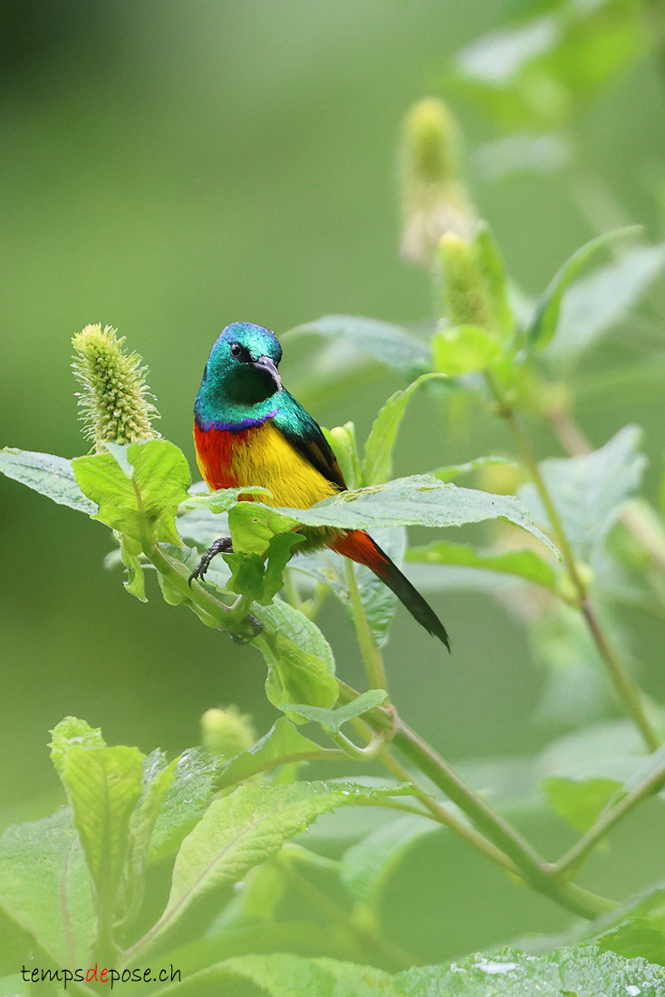 Souimanga royal - (Cinnyris regius)