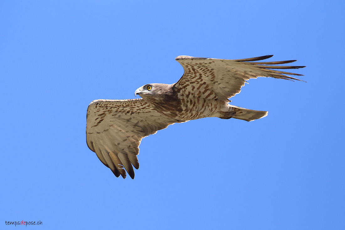 Circate Jean-le-Blanc - (Short-toed Snake Eagle)