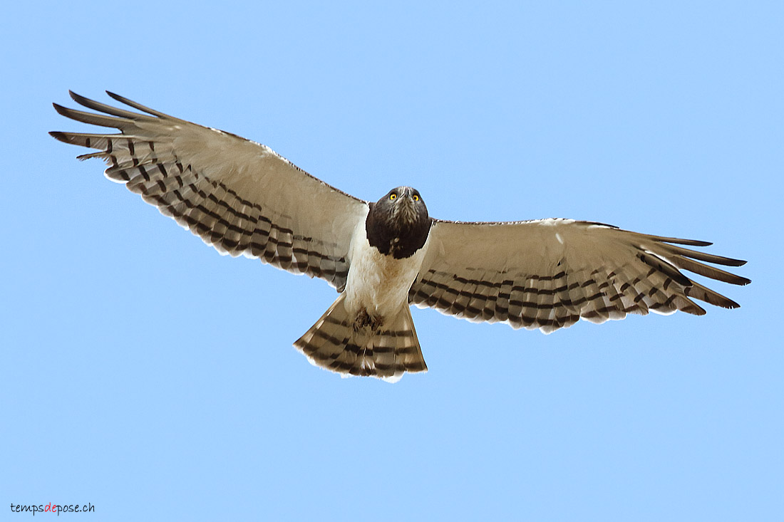 Circate  poitrine noire - (Black-chested Snake Eagle)