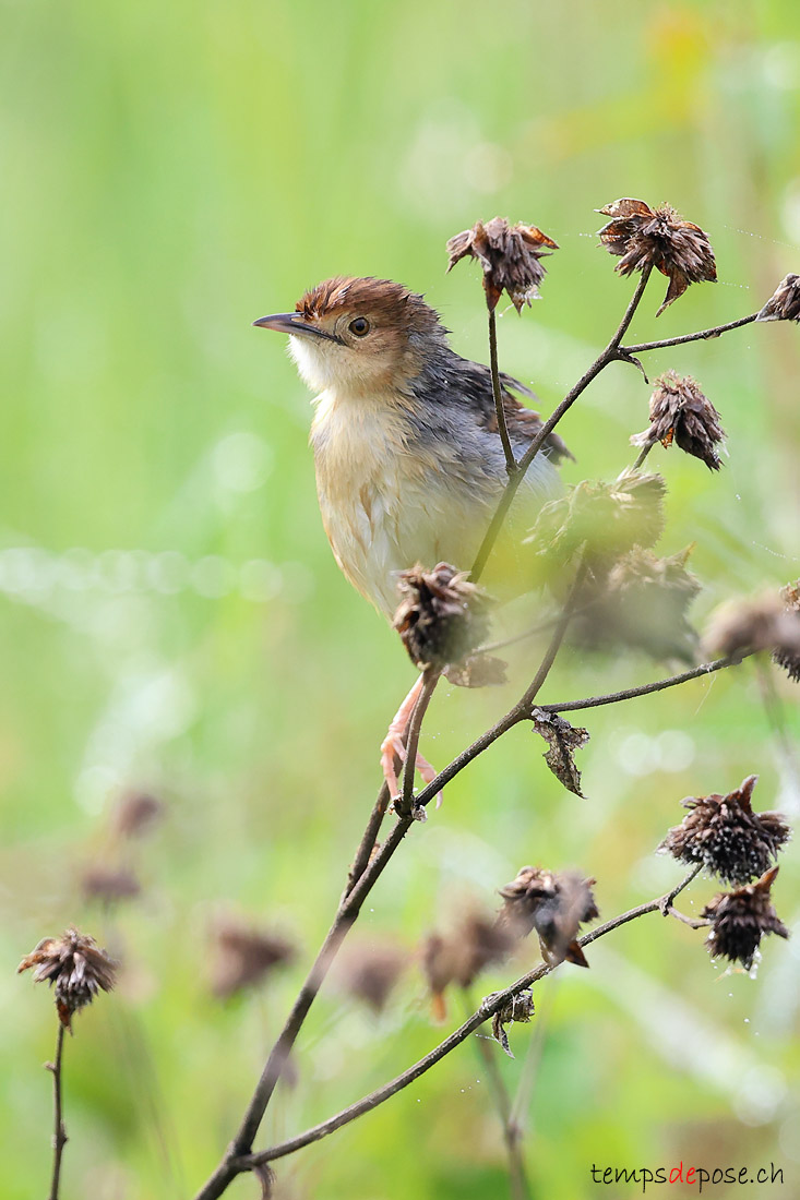 Cisticole du Nil - (Cisticola marginatus)