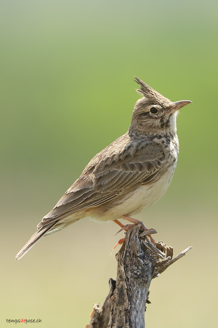 Cochevis hupp (Crested Lark)