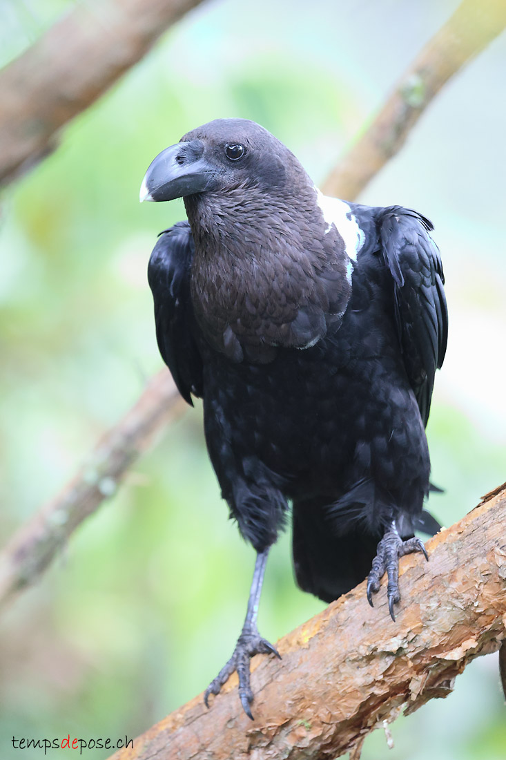 Corbeau  nuque blanche - (Corvus albicollis)