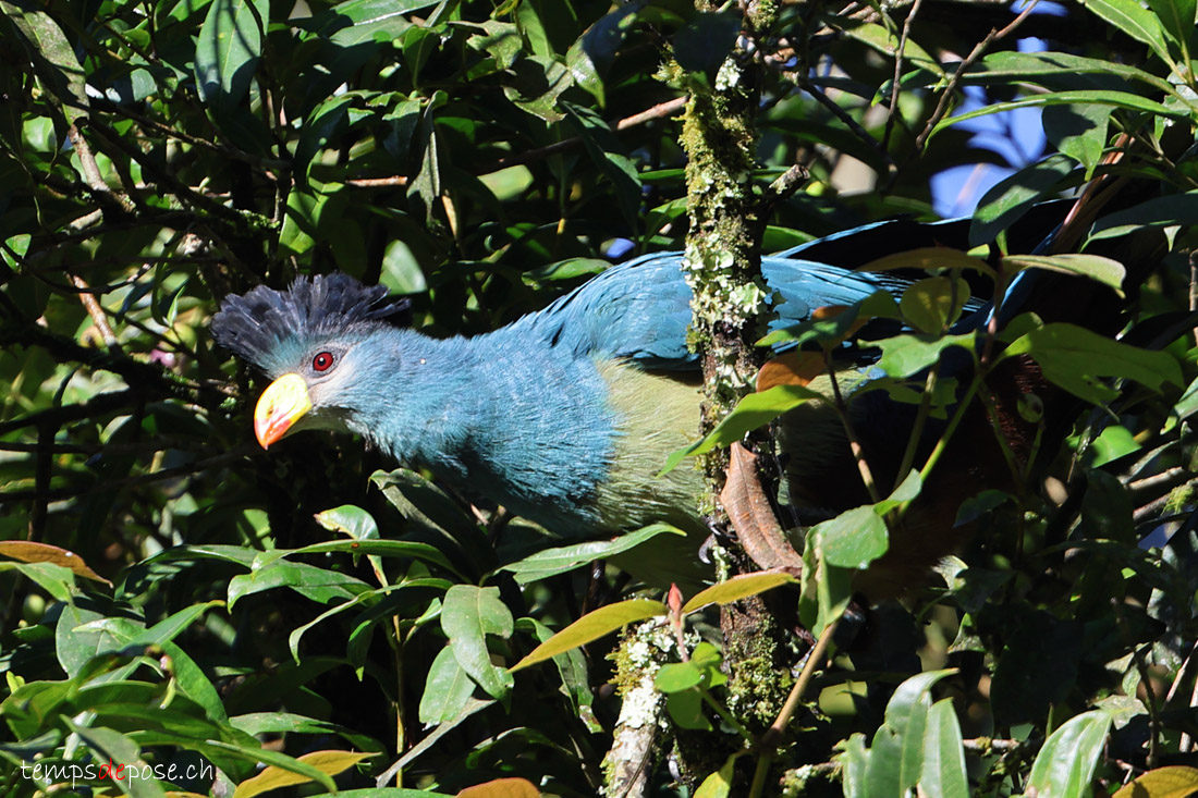 Touraco gant - (Corythaeola cristata)