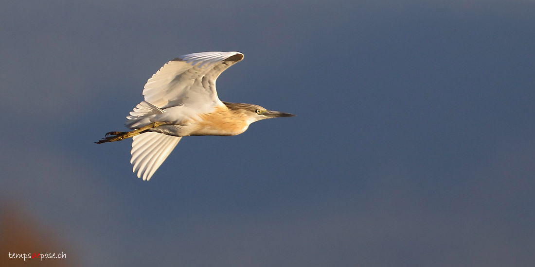 Crabier chevelu - (Squacco Heron)