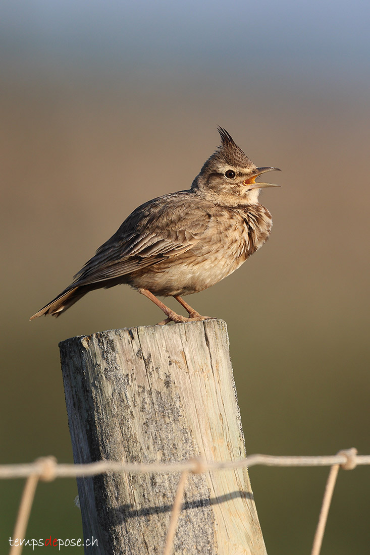 Cochevis hupp - (Galerida cristata)