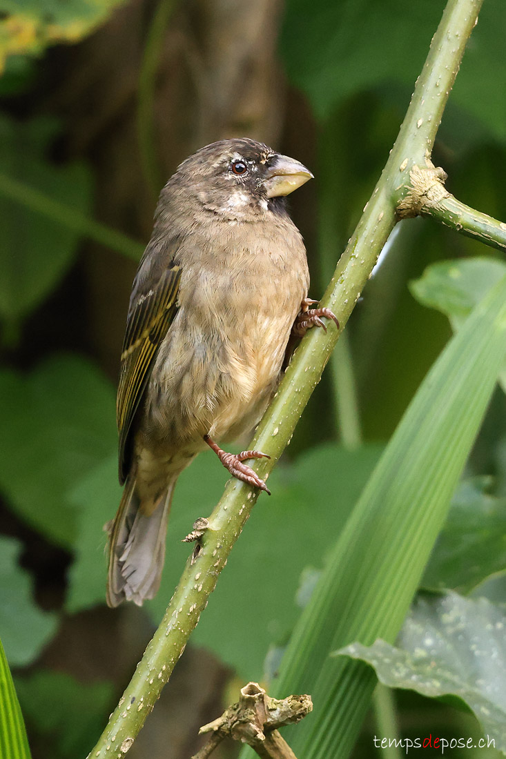 Serin de Burton - (Crithagra burtoni)