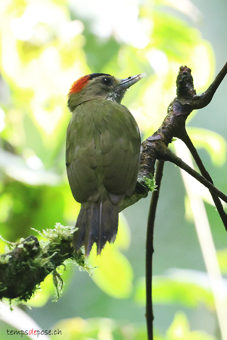 Pic d'Elliott - (Dendropicos elliotii)