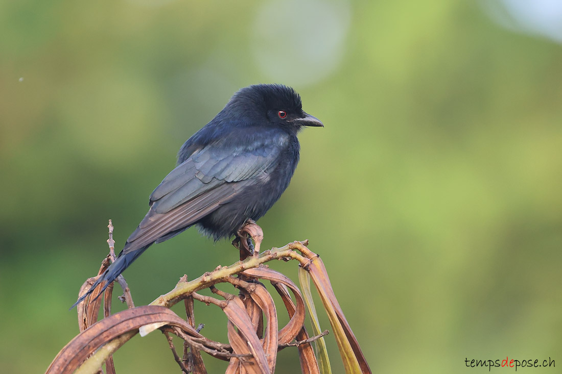 Drongo brillant - (Dicrurus adsimilis)