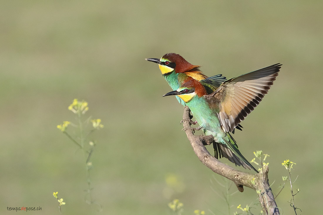Gupier d'Europe - (European Bee-eater)