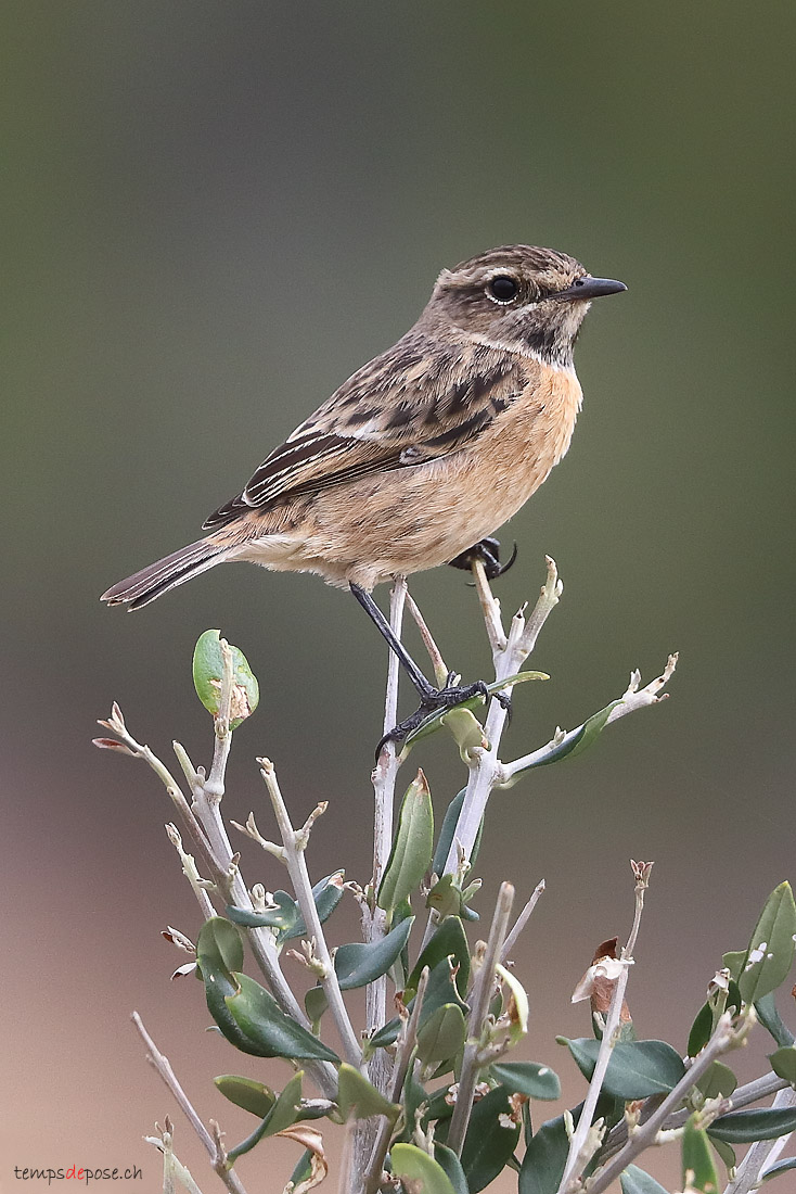 Tarier ptre - (European Stonechat)