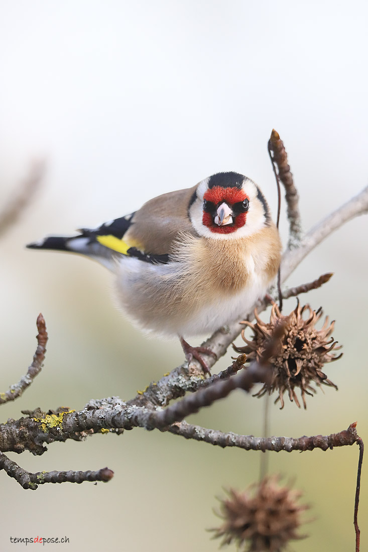 Chardonneret lgant - (European Goldfinch)