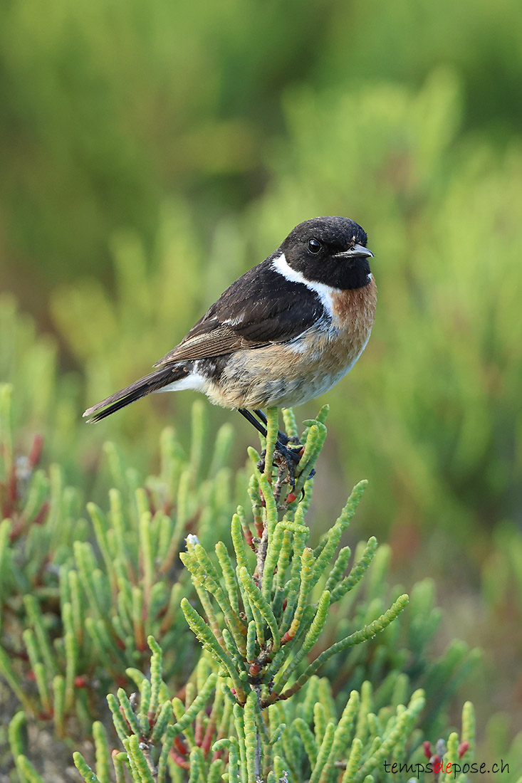 Tarier ptre - (Saxicola rubicola)