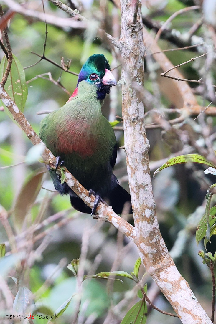 Touraco du Rwenzori - (Gallirex johnstoni)