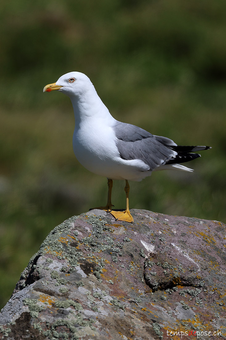 Go�land leucoph�e - (Larus michahellis)