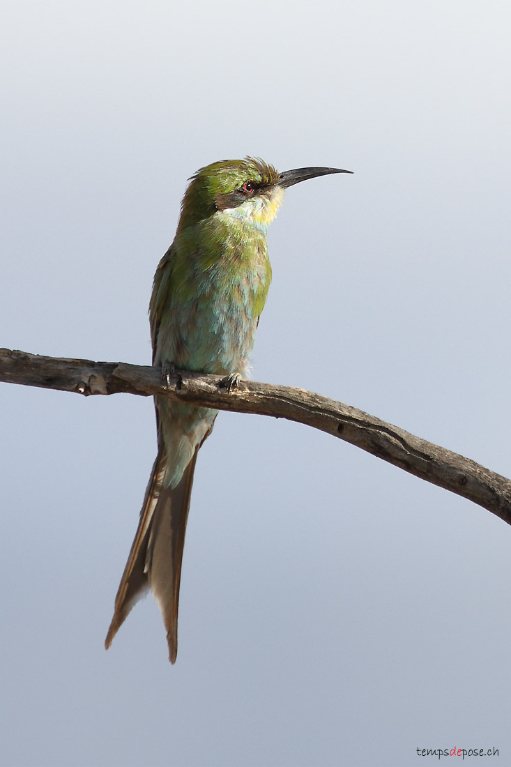 Gupier  queue d'aronde - (Swallow-tailed Bee-eater)