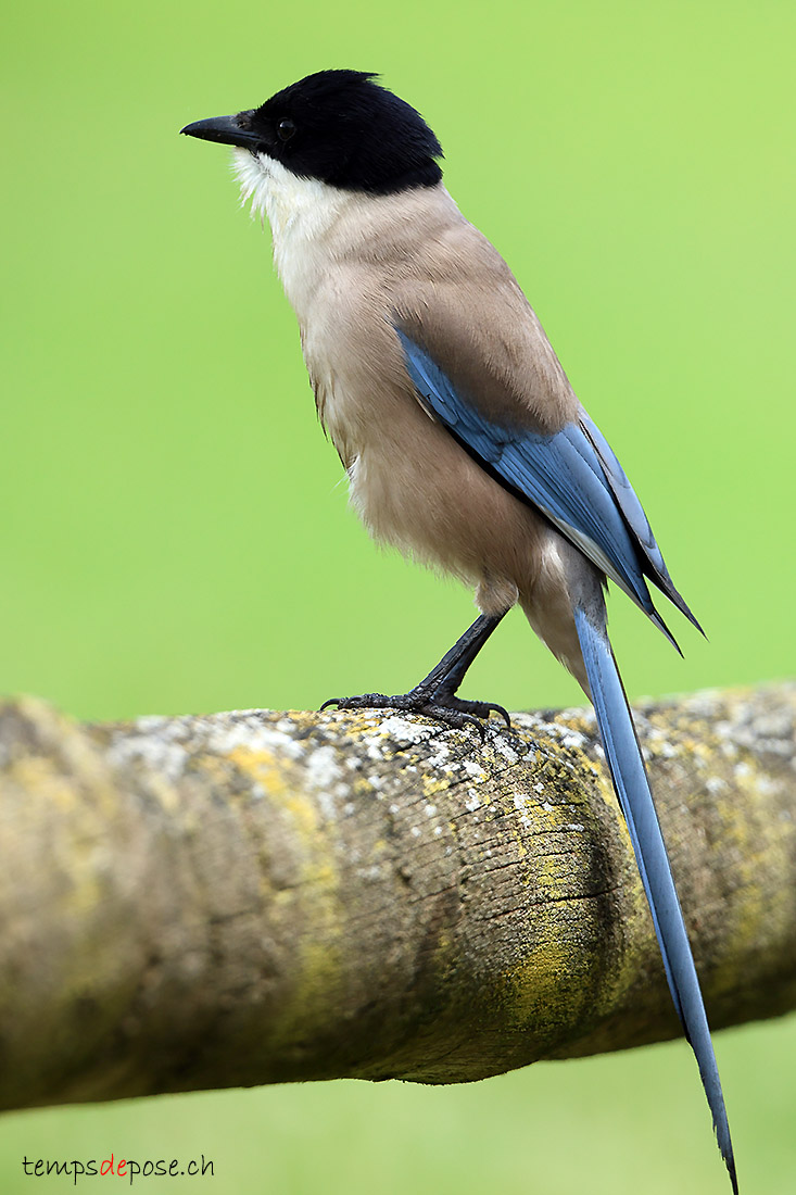 Pie ibrique - (Cyanopica cooki)