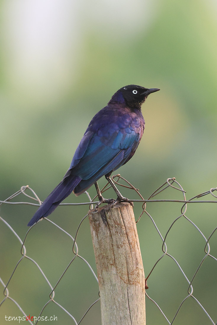 Choucador de Rppell - (Lamprotornis purpuroptera)