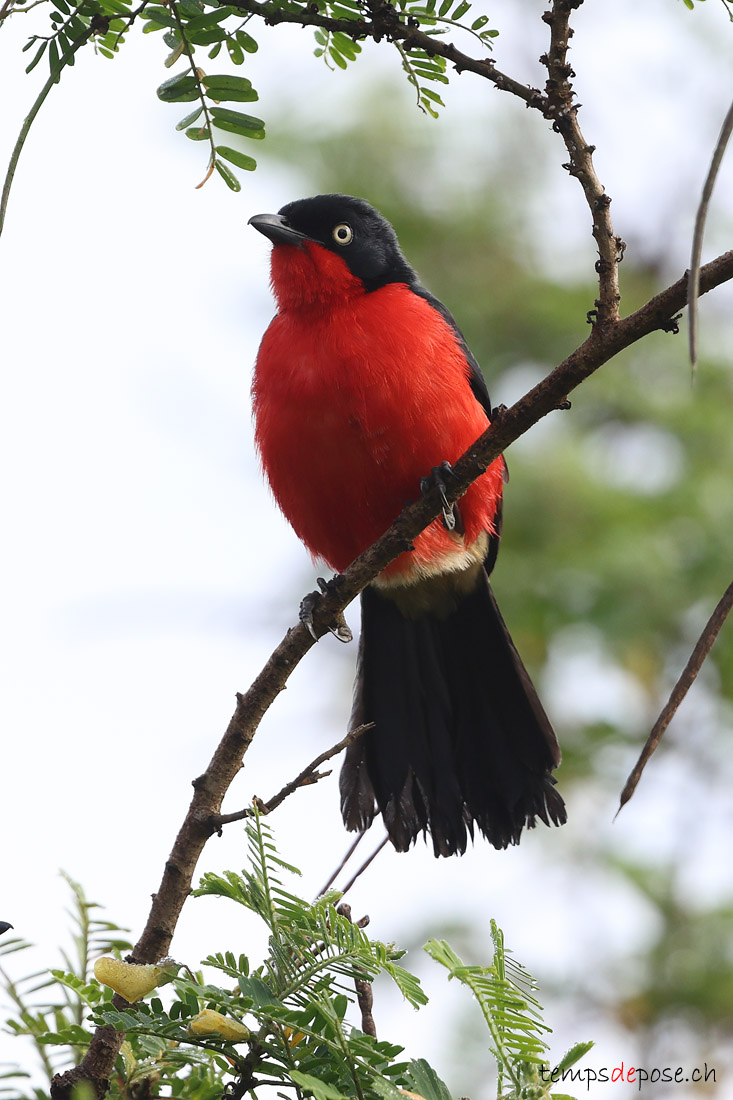 Gonolek  ventre rouge - (Laniarius erythrogaster)