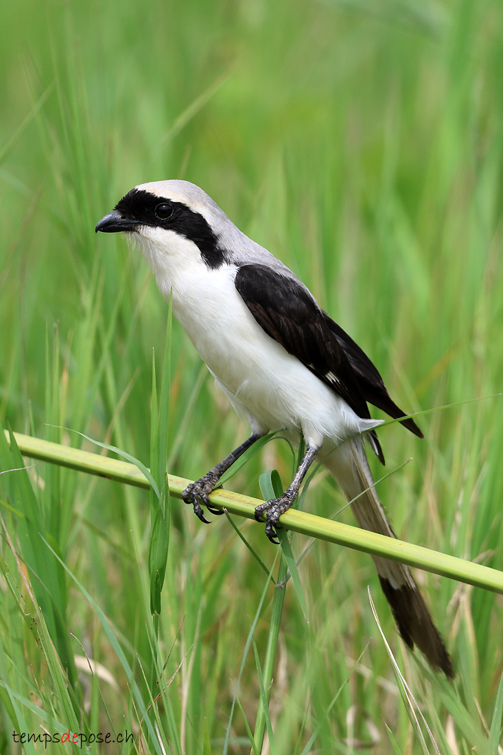 Pie-griche  dos gris - (Lanius excubitoroides)