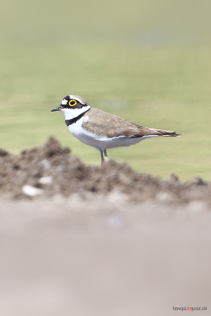 Petit Gravelot - (Little Ringed Plover)