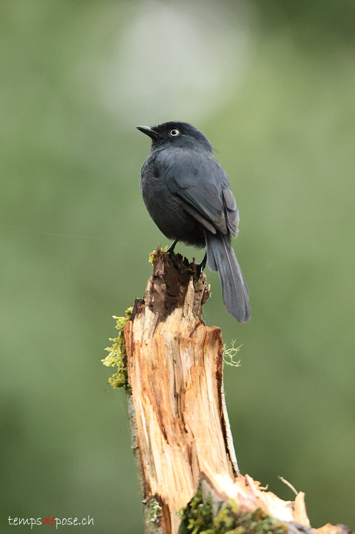 Gobemouche de Berlioz - (Melaenornis ardesiacus)