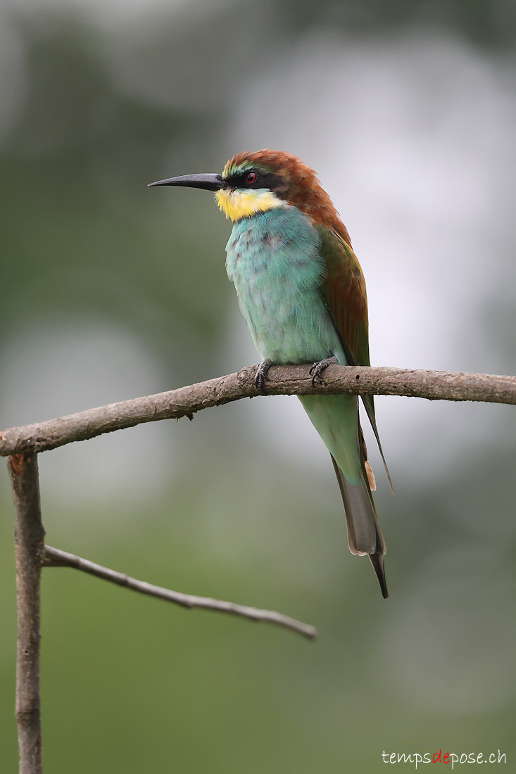 Gupier d'Europe - (Merops apiaster)