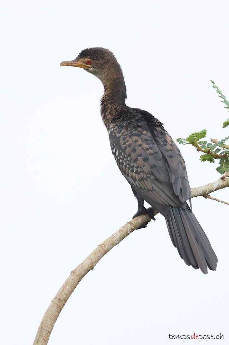 Cormoran africain - (Microcarbo africanus)