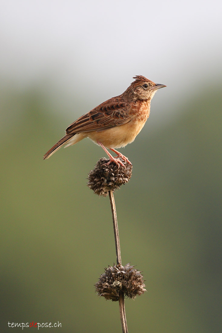 Alouette bourdonnante - (Mirafra rufocinnamomea)