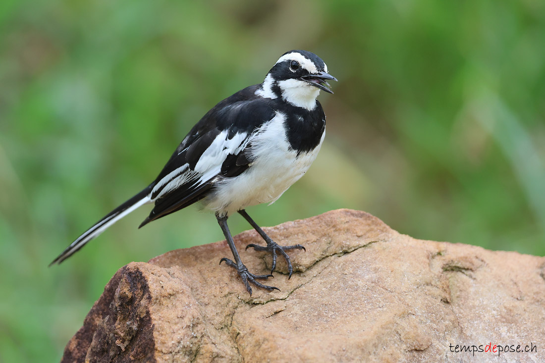 Bergeronnette pie - (Motacilla aguimp)