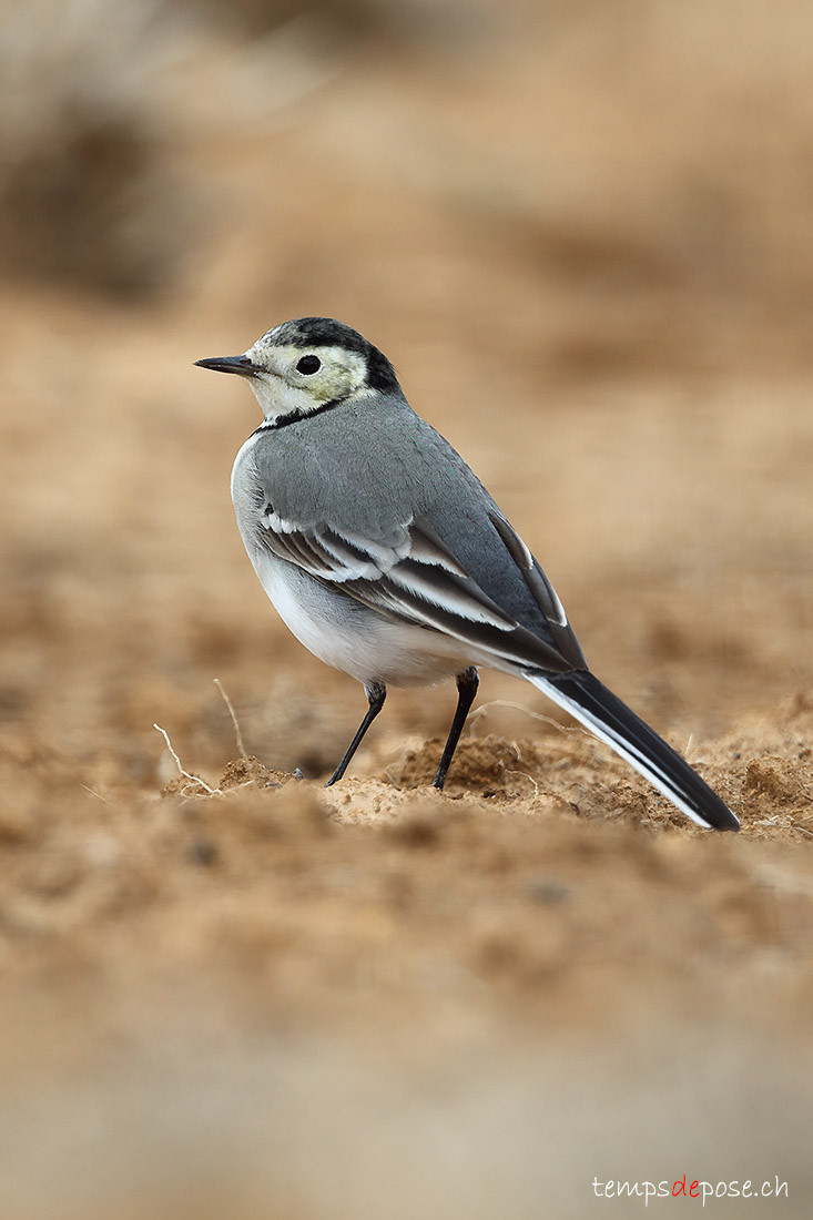 Bergeronnette grise - (Motacilla alba)