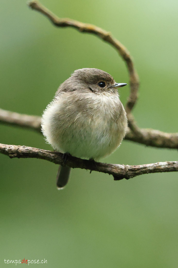 Gobemouche sombre - (Muscicapa adusta)