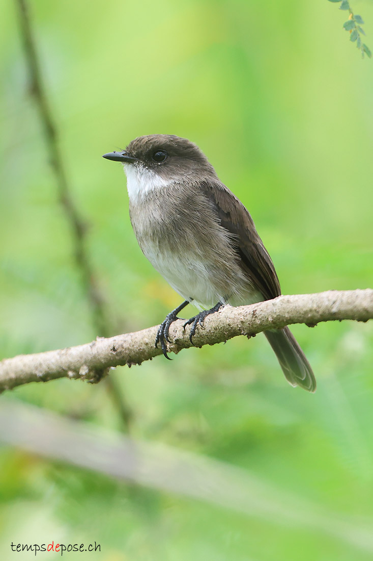 Gobemouche des marais - (Muscicapa aquatica)