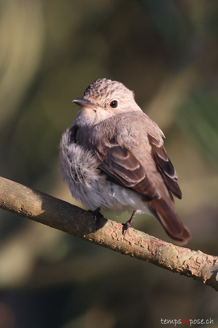 Gobemouche gris - (Muscicapa striata)