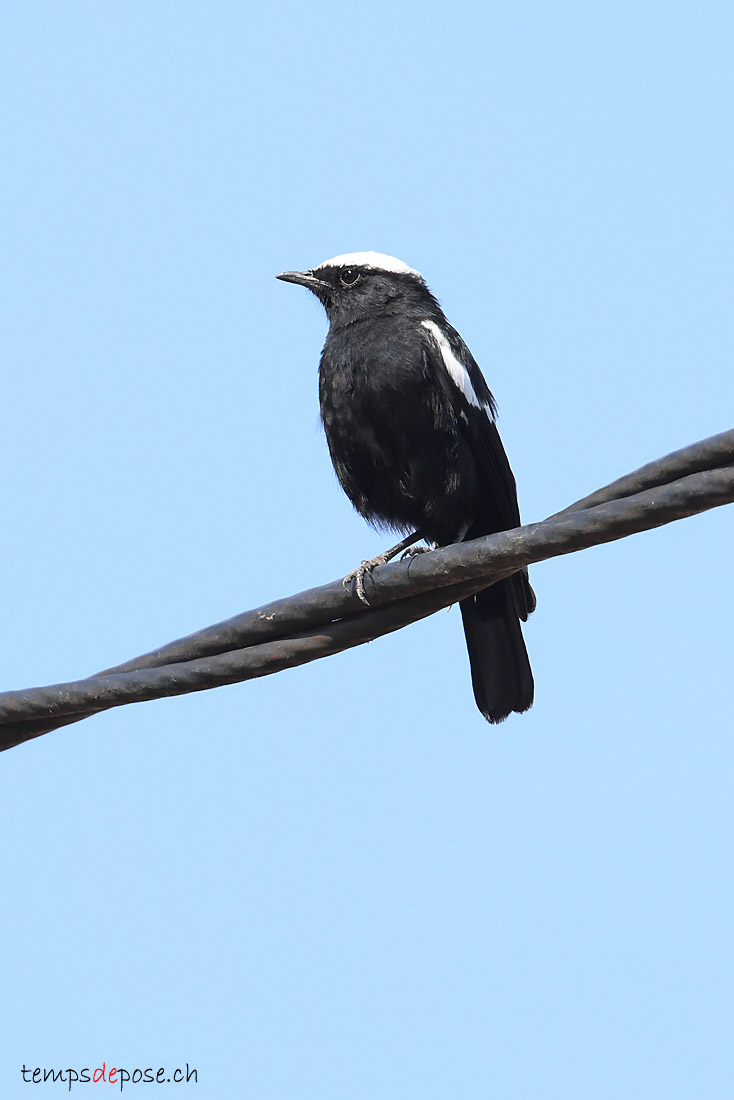 Traquet du Ruaha - (Myrmecocichla collaris)