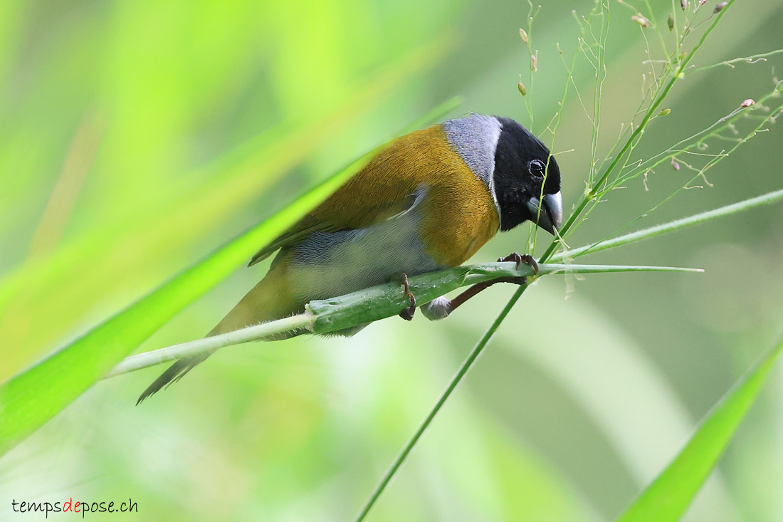 Dos-vert  collier - (Nesocharis ansorgei)