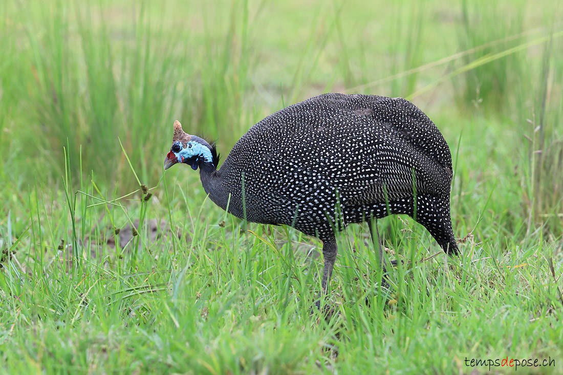 Pintade de Numidie - (Numida meleagris)