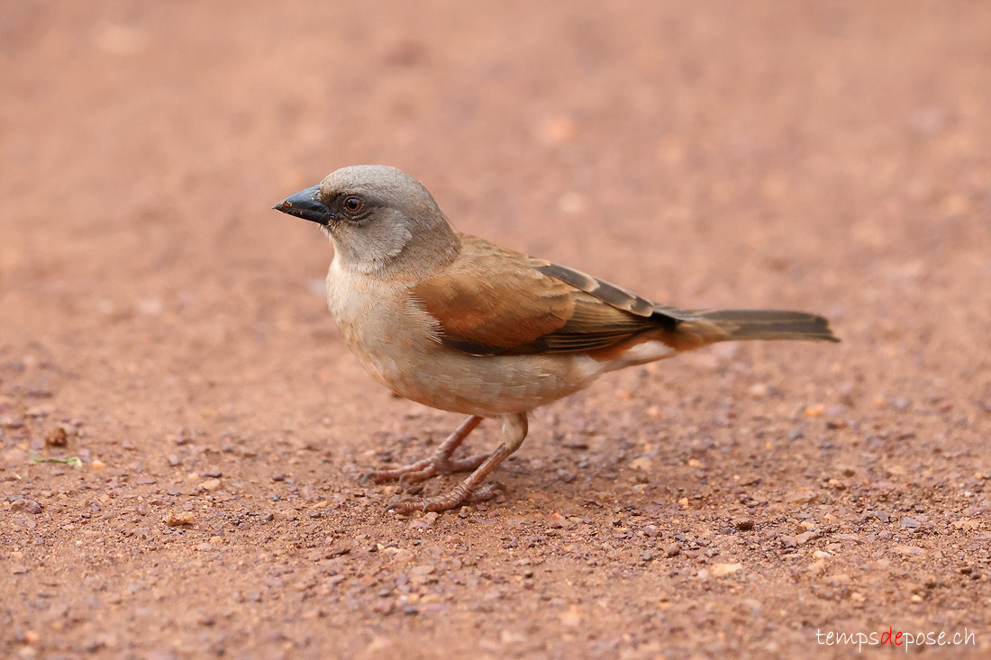 Moineau gris - (Passer griseus)