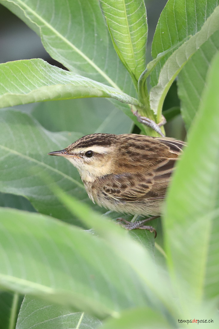 Phragmite des joncs - (Sedge Warbler)