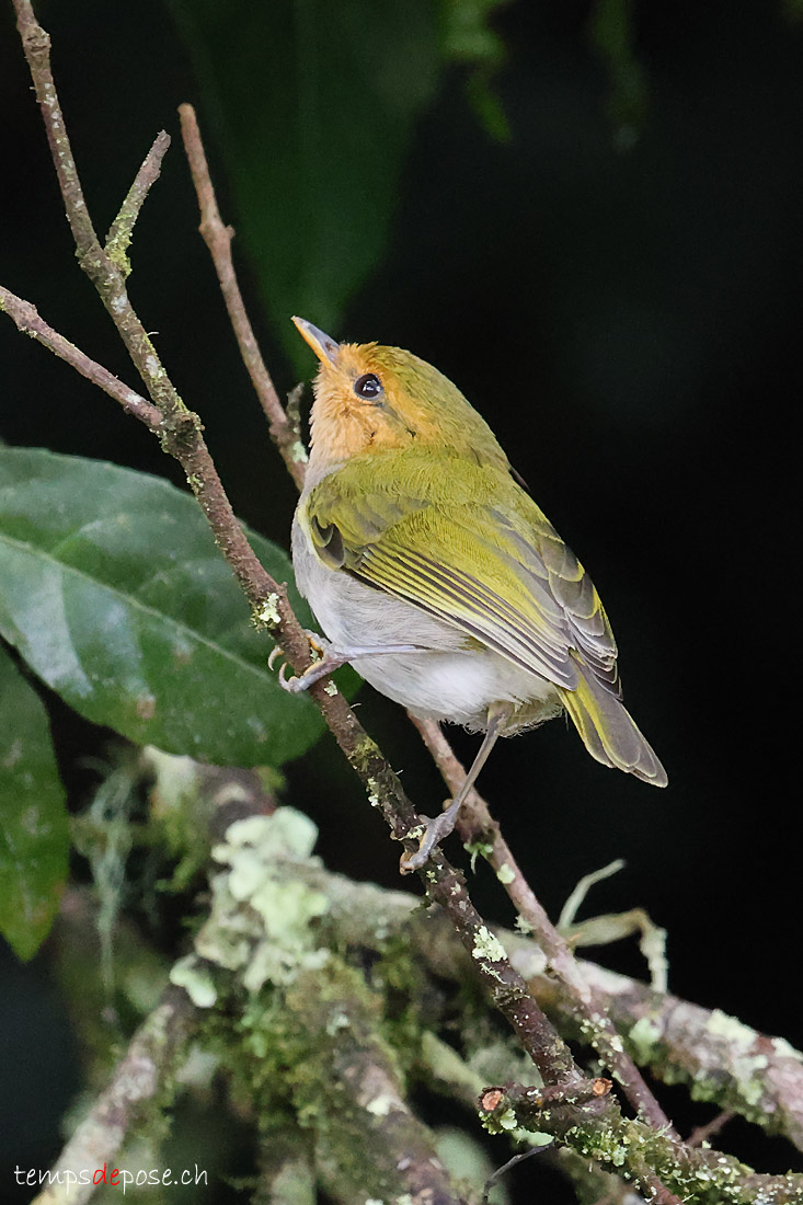 Pouillot  face rousse - (Phylloscopus laetus)