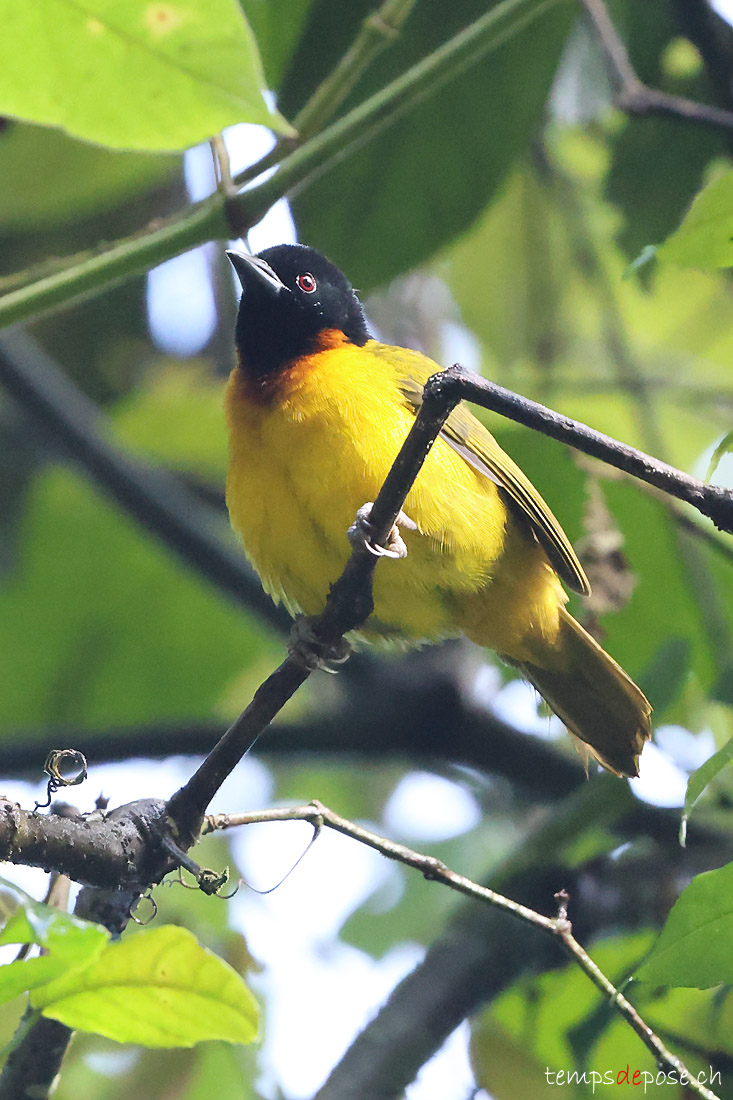 Tisserin de montagne - (Ploceus alienus)