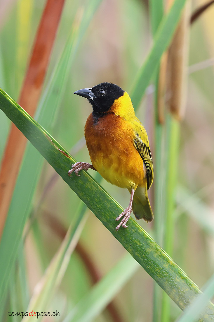 Tisserin  tte noire - (Ploceus melanocephalus)