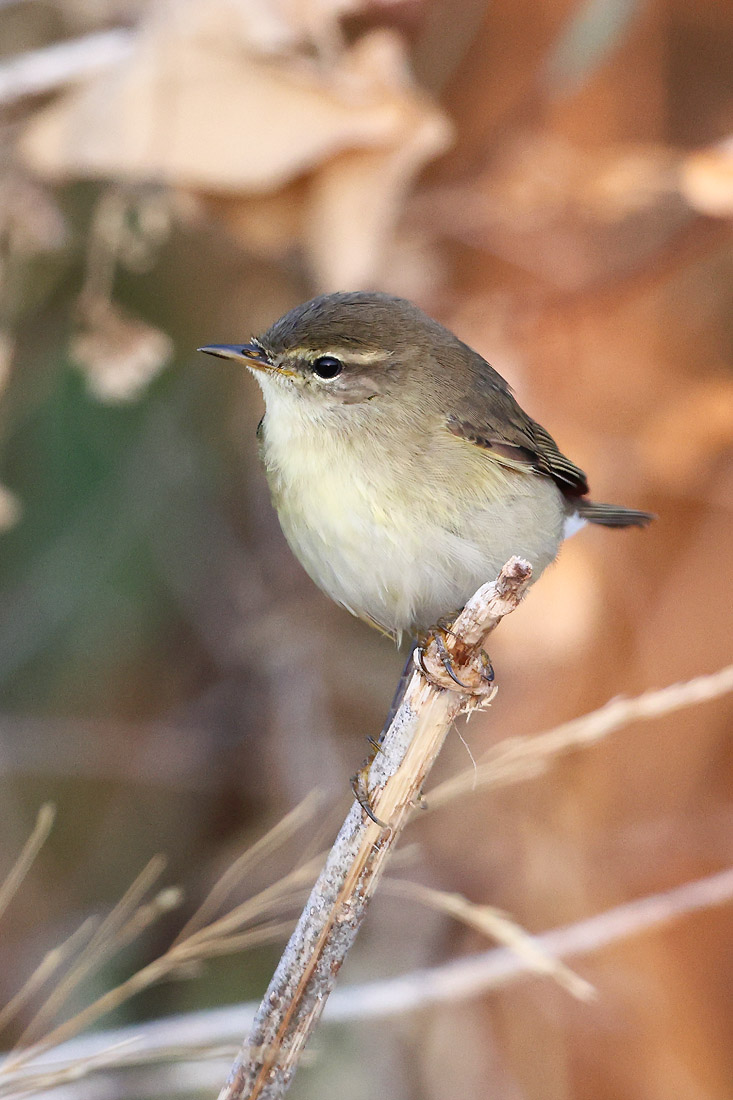 Pouillot fitis - (Phylloscopus trochilus)