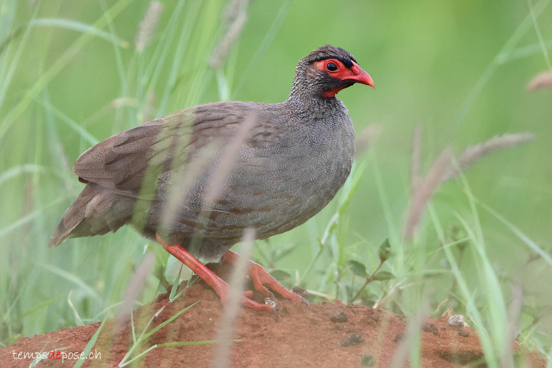 Francolin  gorge rouge - (Pternistis afer)