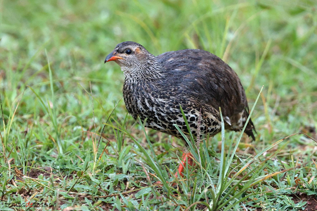 Francolin de Hildebrandt - (Pternistis hildebrandti)