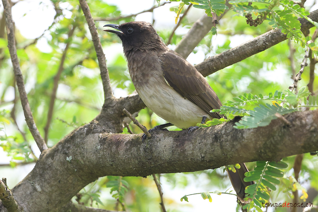 Bulbul des jardins - (Pycnonotus barbatus)