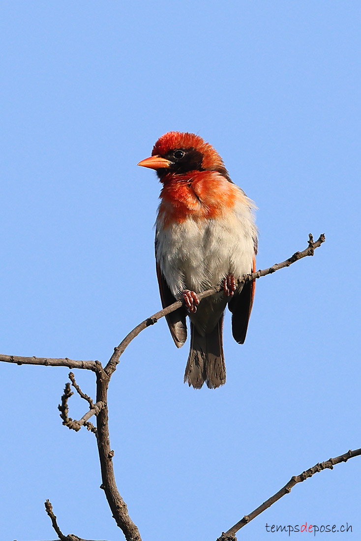 Anaplecte carlate - (Anaplectes rubriceps)