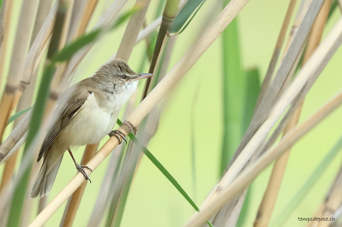 Rousserolle turdode - (Great Reed Warbler)