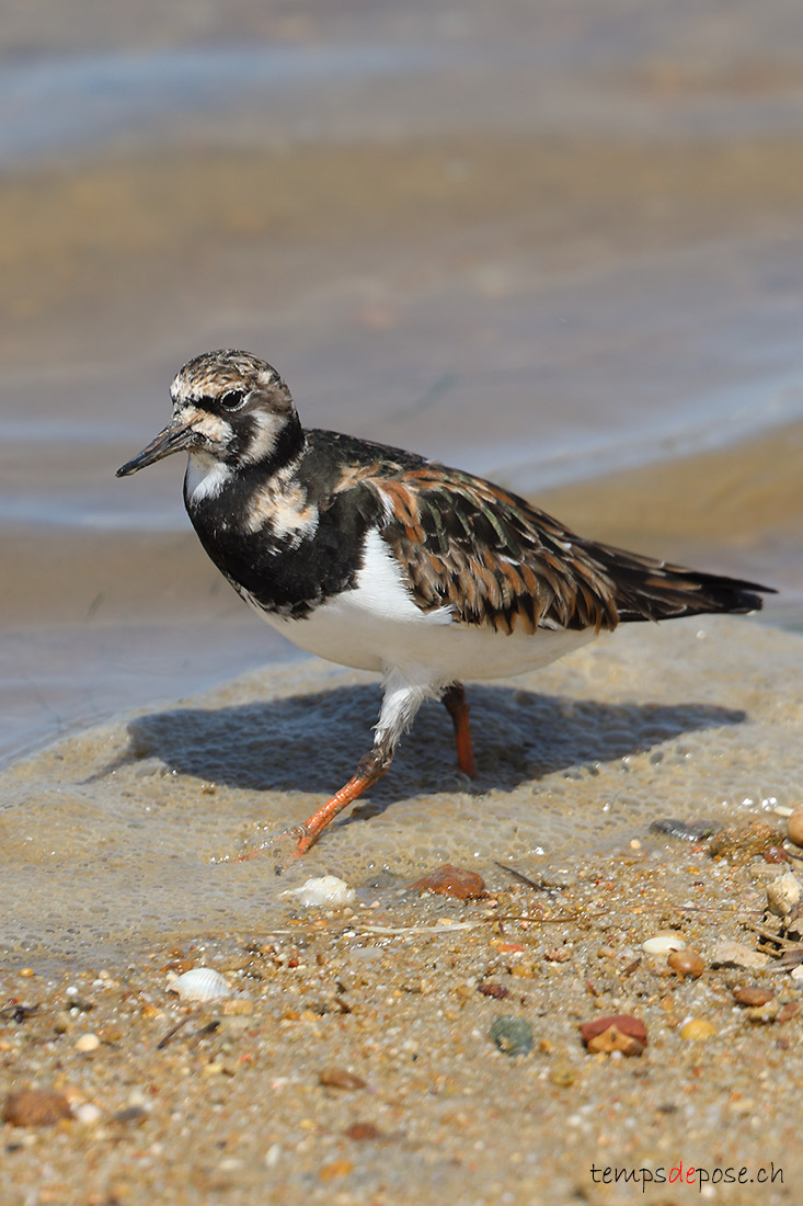 Tournepierre  collier - (Arenaria interpres)